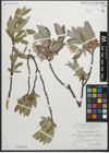 Foto von Salix glaucosericea Flod.